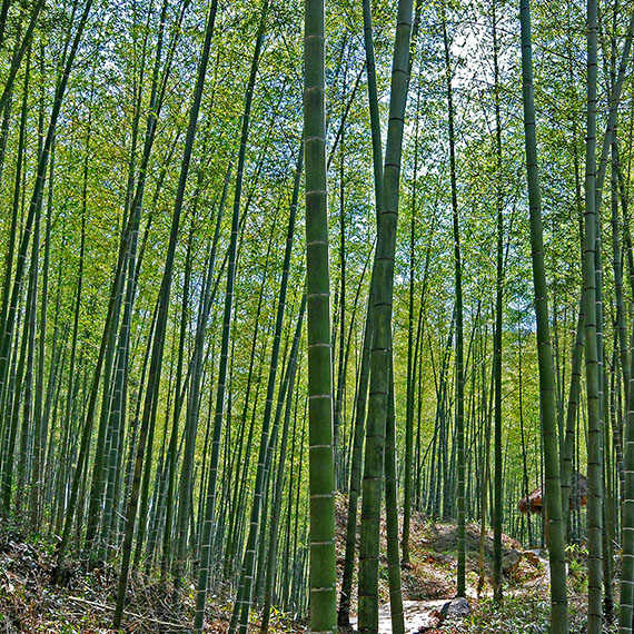 Le bambou de madagascar